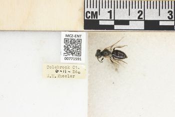 Media type: image;   Entomology 771591 Aspect: Labels